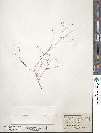 Boltonia diffusa image
