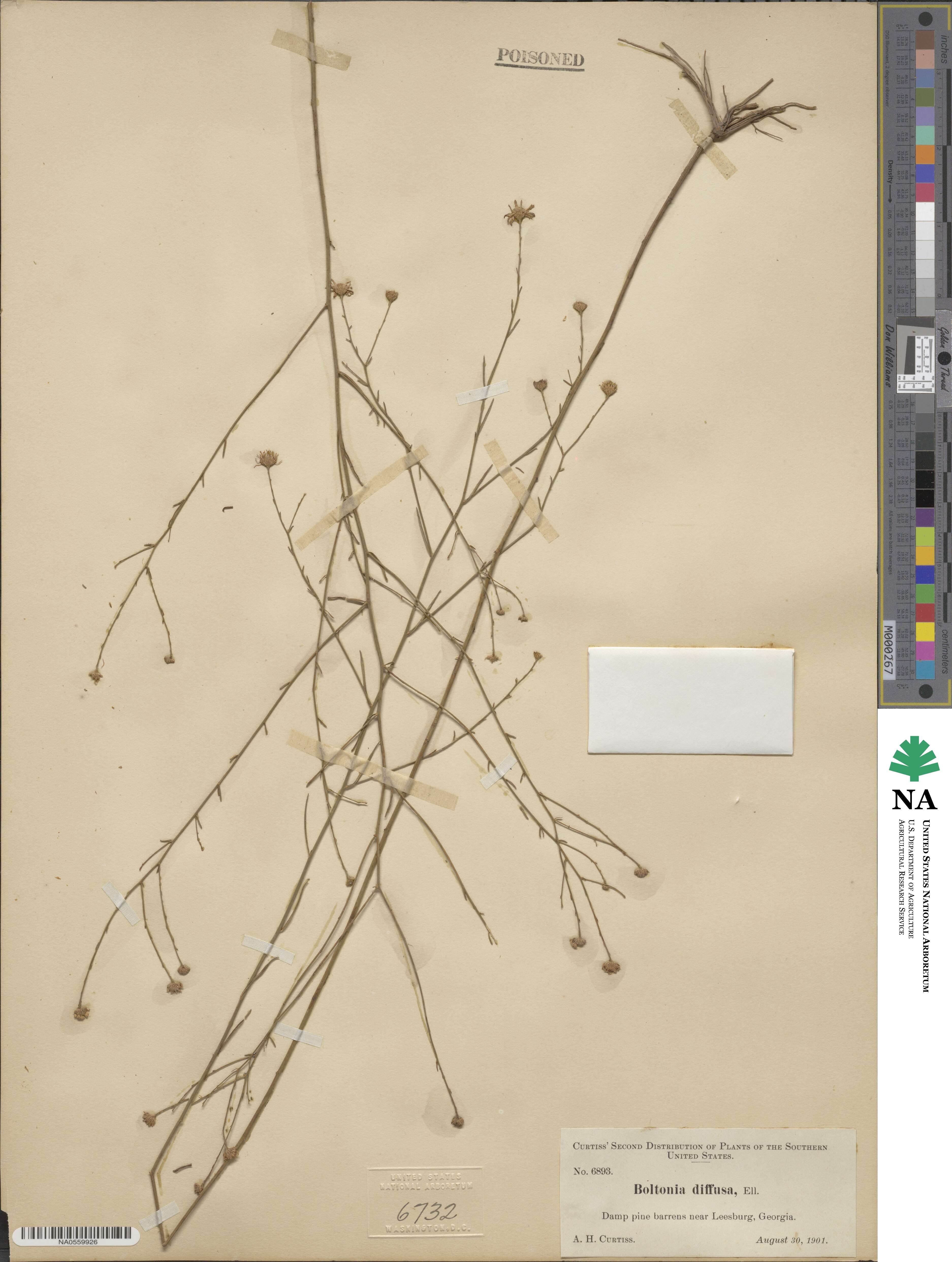 Boltonia diffusa image
