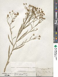 Boltonia asteroides image