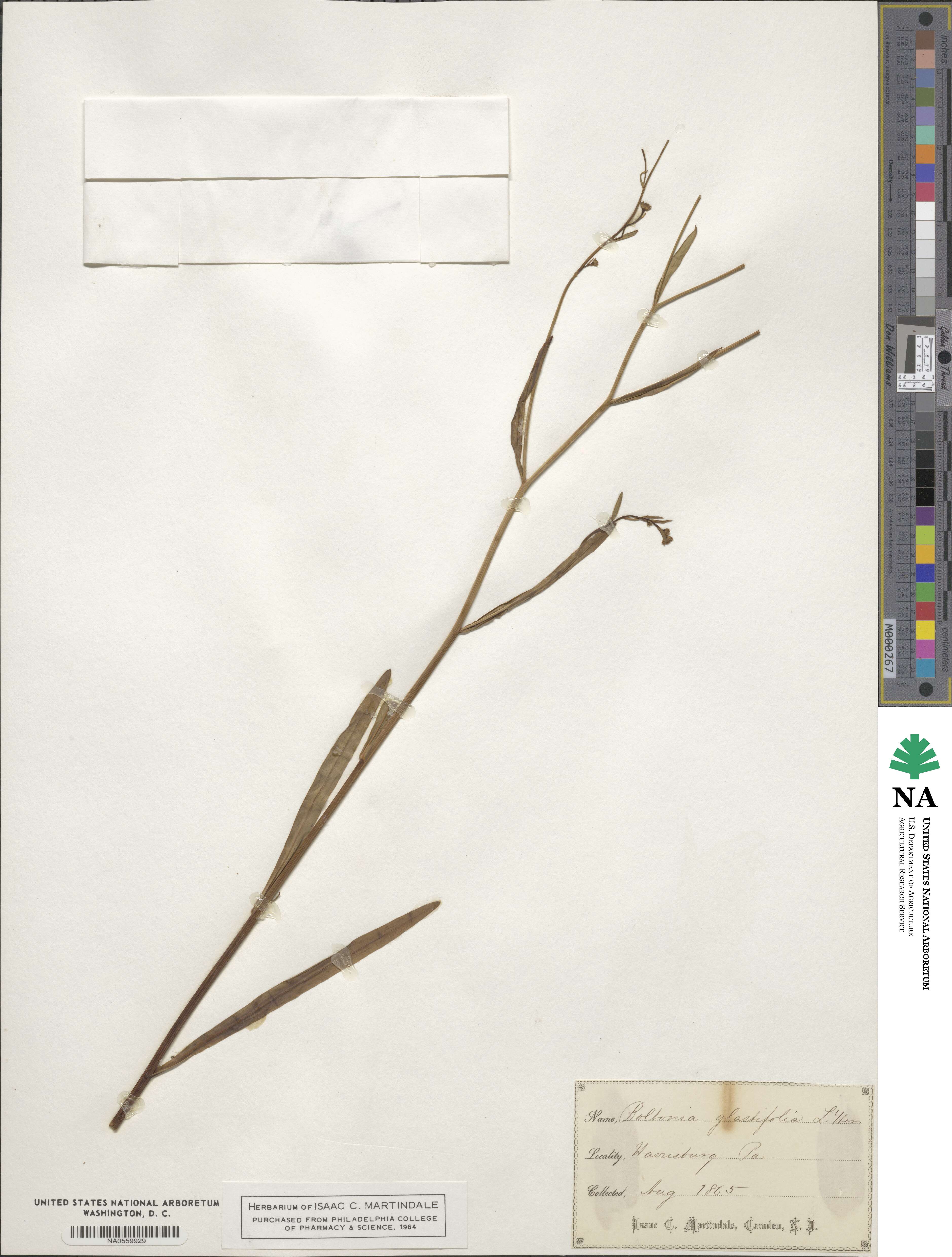 Boltonia asteroides image