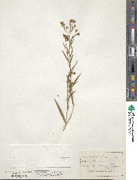 Boltonia asteroides image