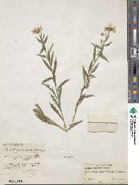 Aster lautureanus image