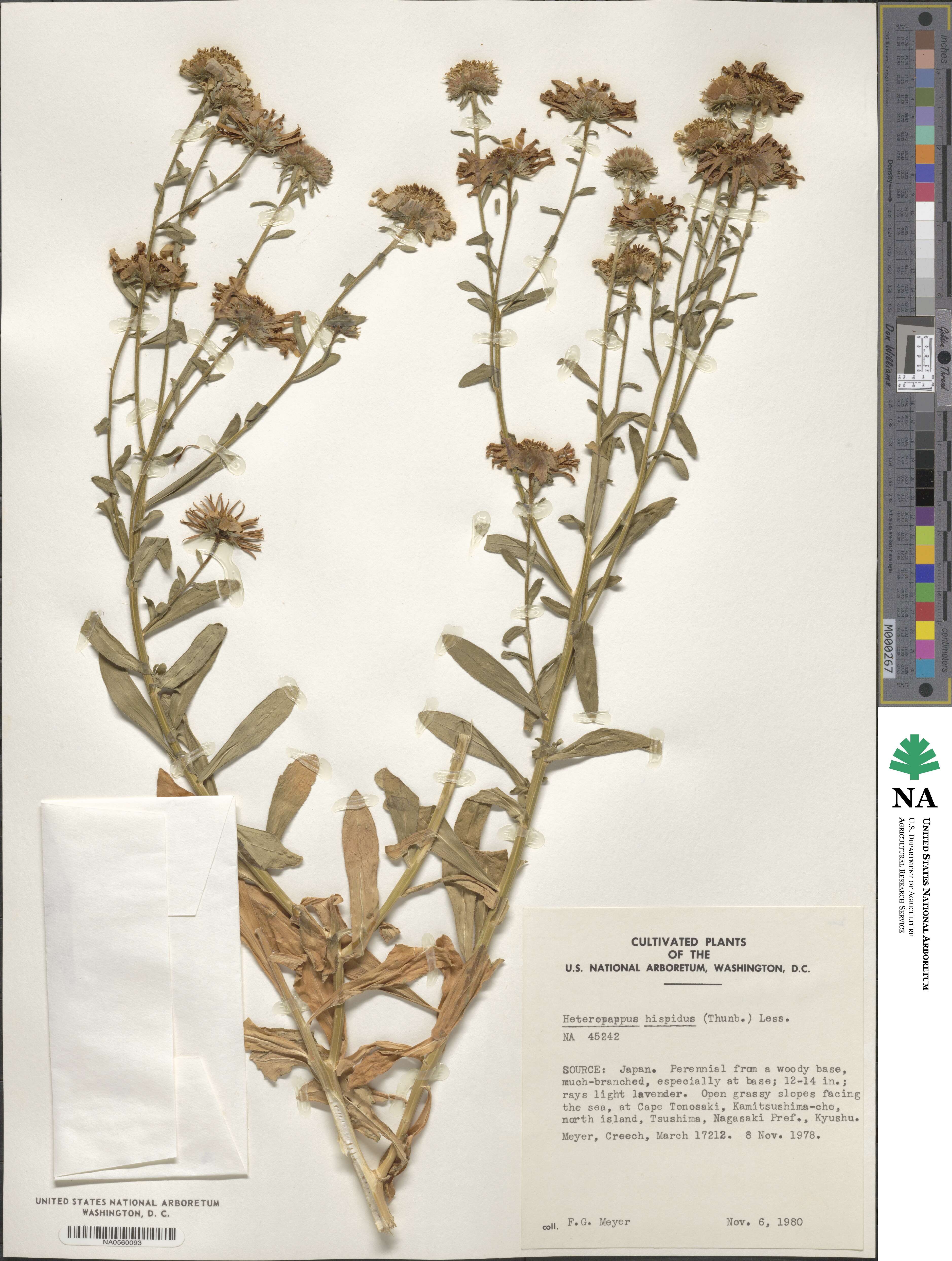 Heteropappus hispidus image