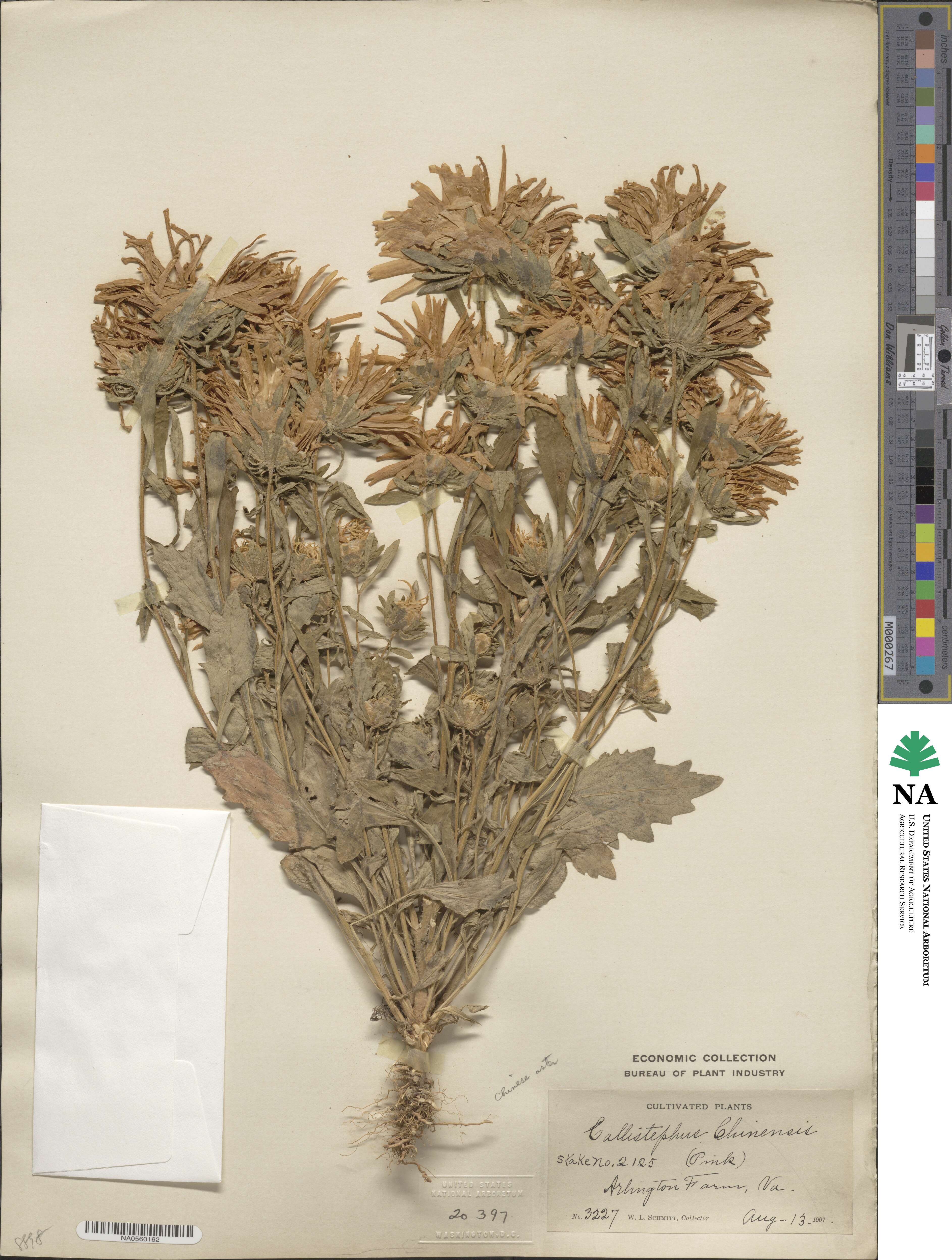 Callistephus chinensis image