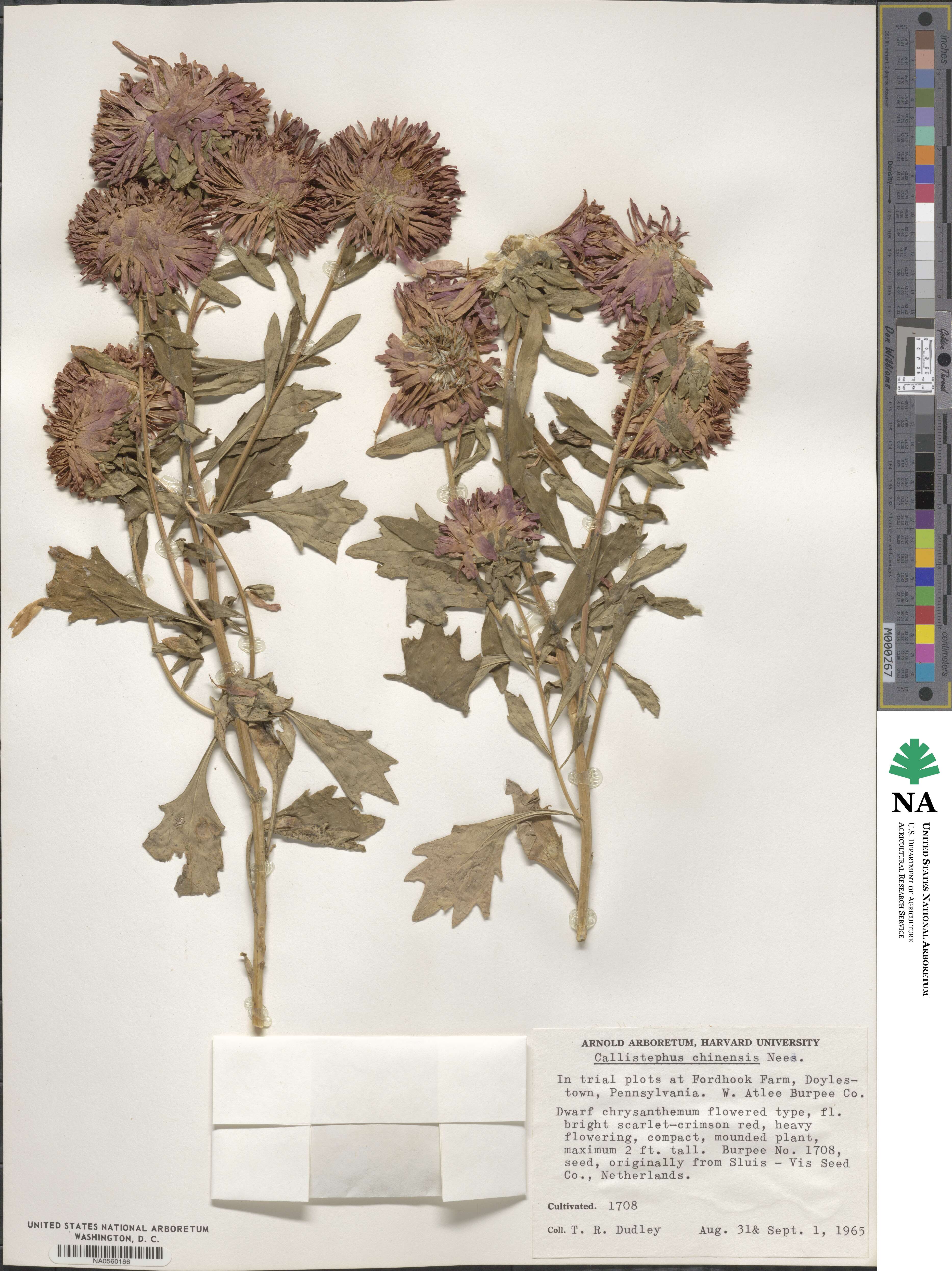 Callistephus chinensis image