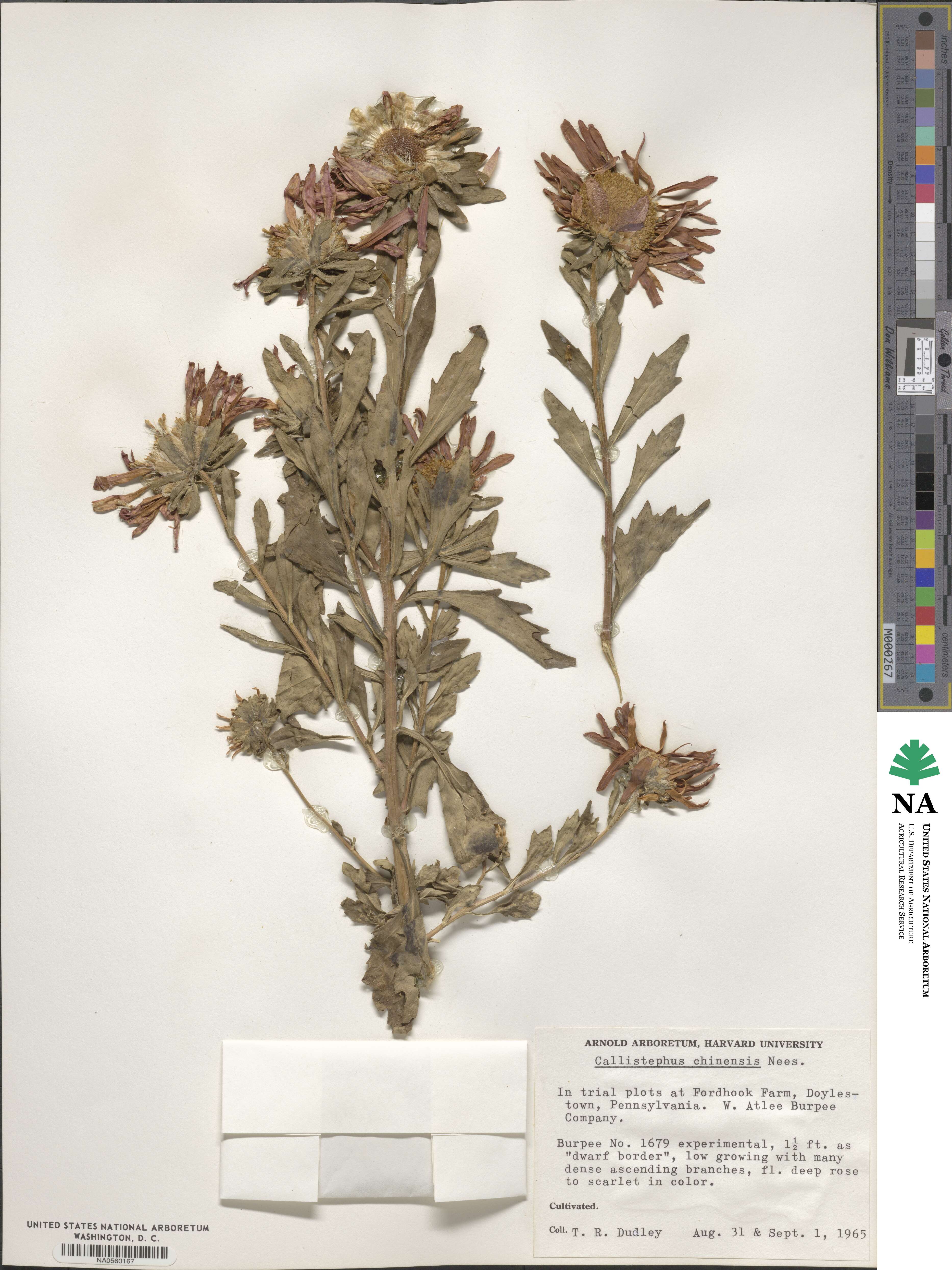 Callistephus chinensis image