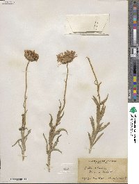 Xylorhiza tortifolia image