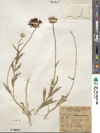 Xylorhiza tortifolia image