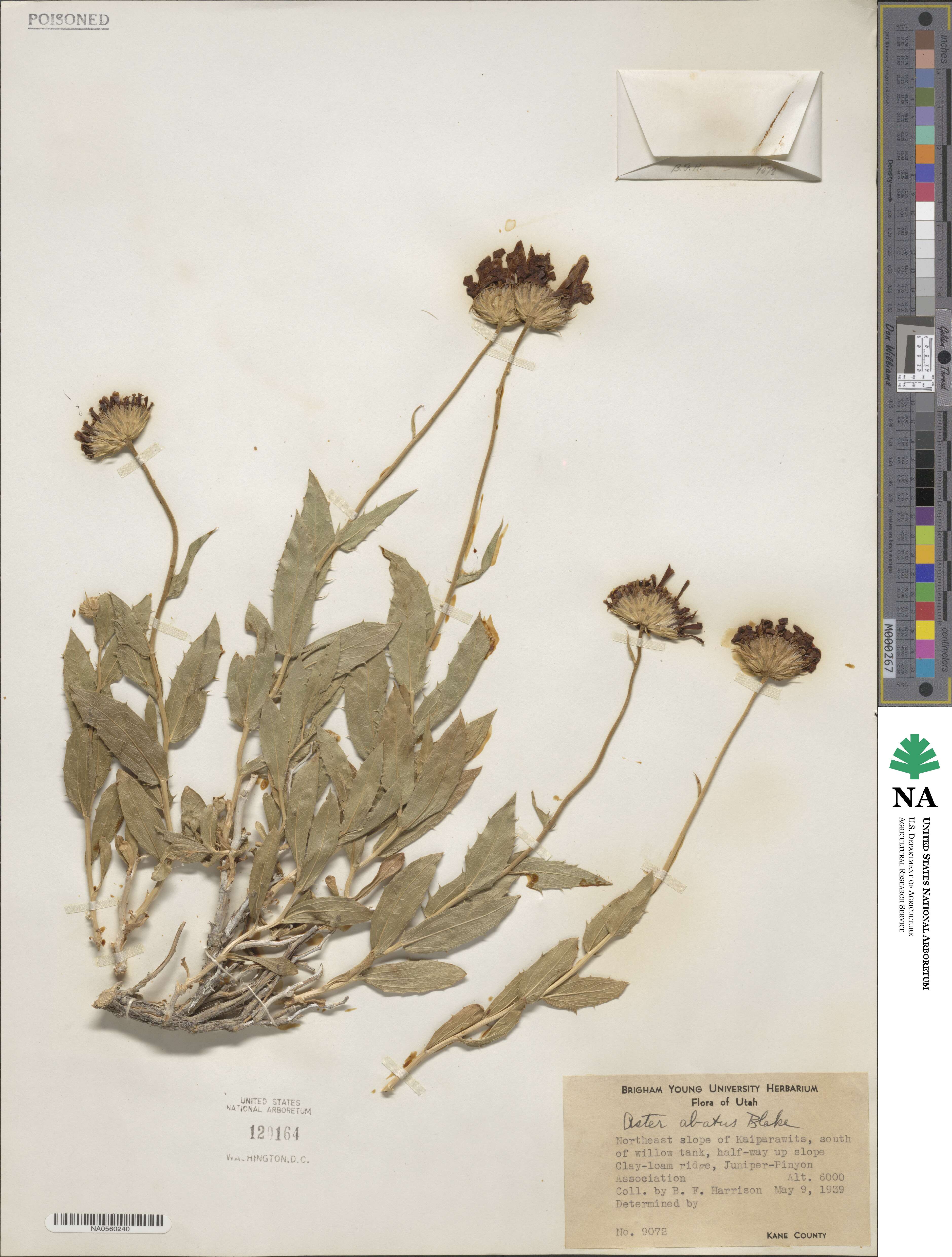 Xylorhiza tortifolia image
