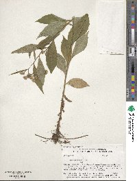 Oclemena acuminata image