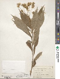 Oclemena acuminata image