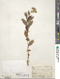 Oclemena acuminata image