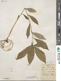 Oclemena acuminata image