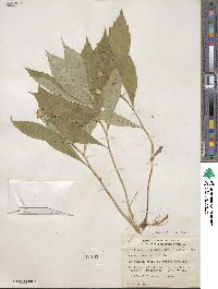 Oclemena acuminata image