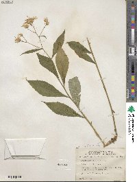 Oclemena acuminata image