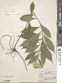 Oclemena acuminata image