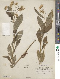 Oclemena acuminata image