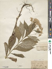 Oclemena acuminata image