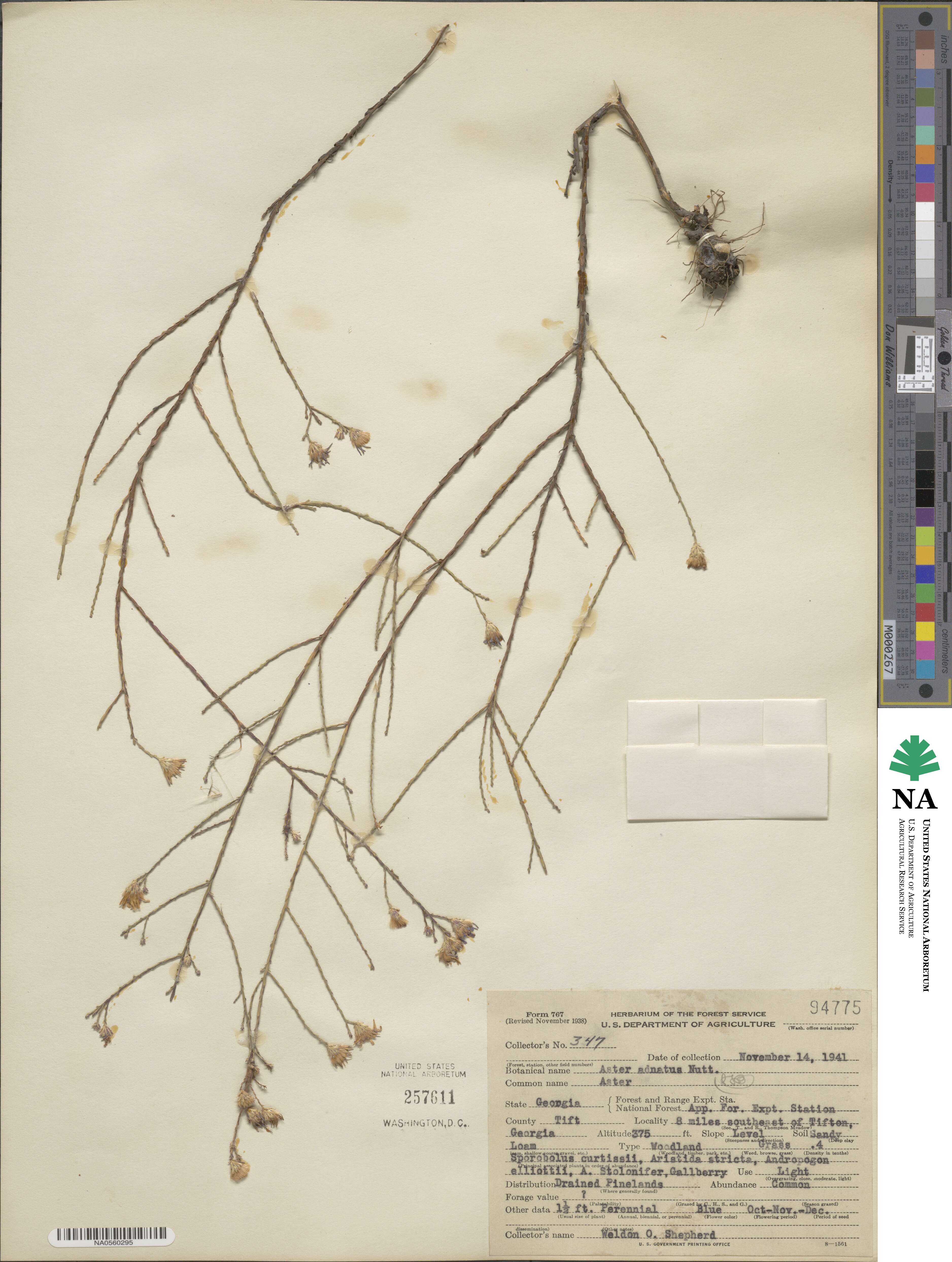 Symphyotrichum adnatum image