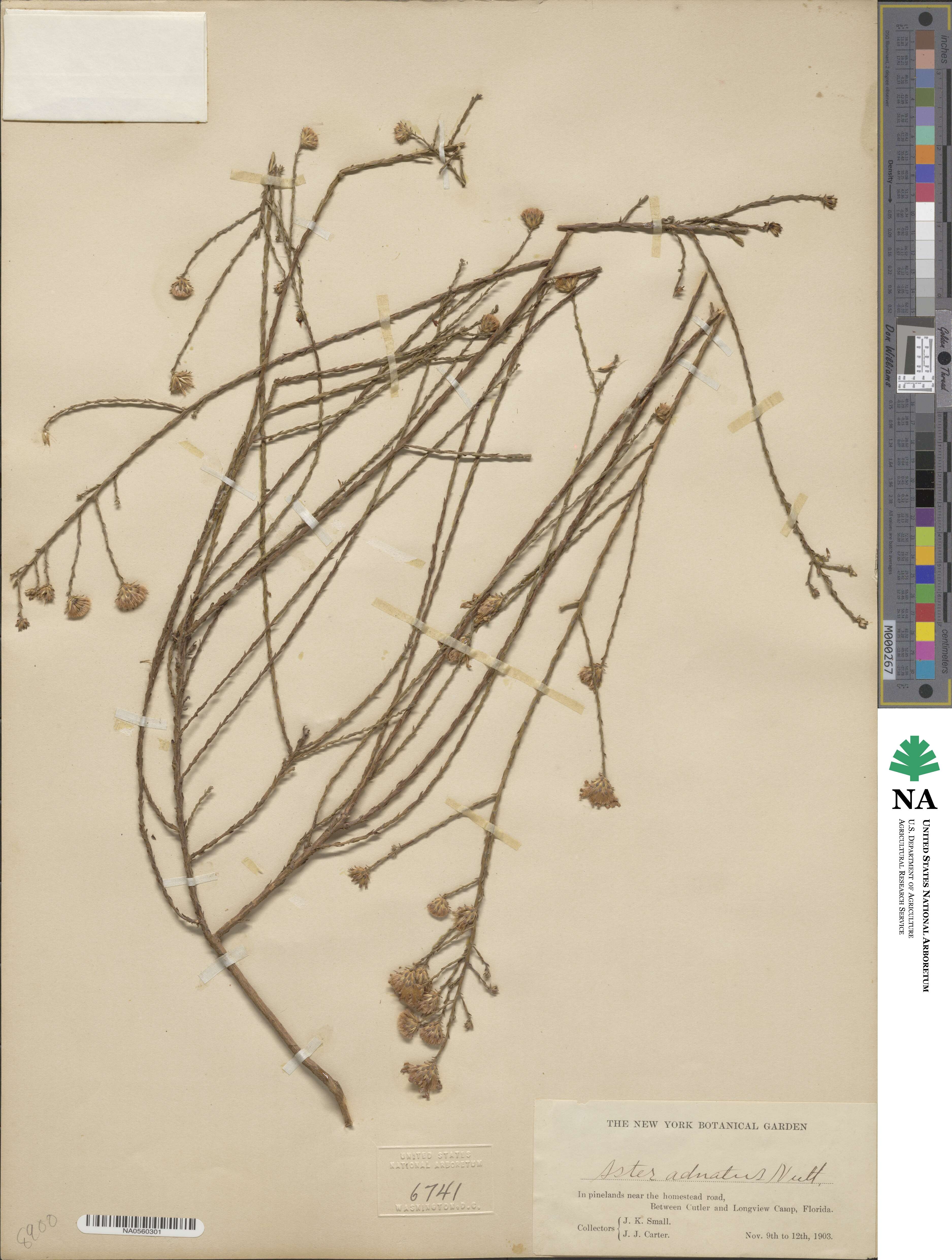 Symphyotrichum adnatum image