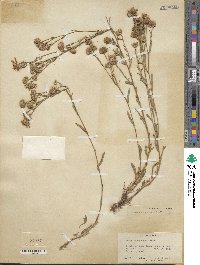 Noticastrum adscendens image