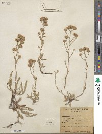 Noticastrum adscendens image