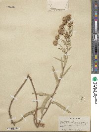 Noticastrum adscendens image