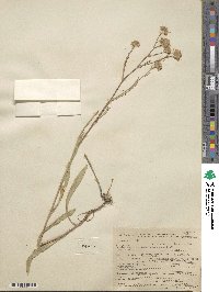 Noticastrum adscendens image