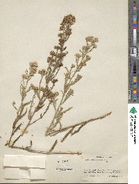 Noticastrum adscendens image