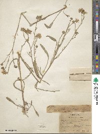 Noticastrum adscendens image