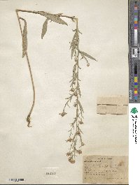 Noticastrum adscendens image