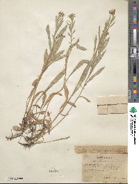 Noticastrum adscendens image