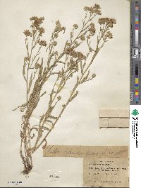 Noticastrum adscendens image