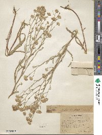 Noticastrum adscendens image