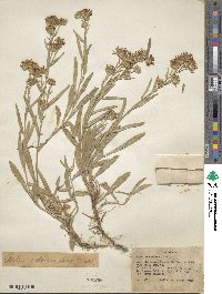 Noticastrum adscendens image