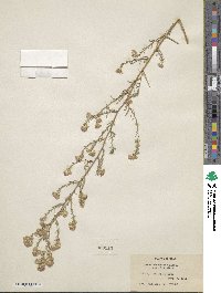 Noticastrum adscendens image