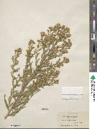 Noticastrum adscendens image