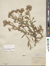 Noticastrum adscendens image