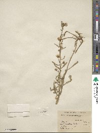 Noticastrum adscendens image