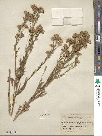 Noticastrum adscendens image