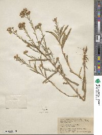 Noticastrum adscendens image