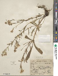 Noticastrum adscendens image