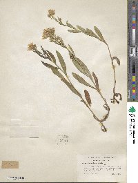 Noticastrum adscendens image