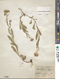 Noticastrum adscendens image