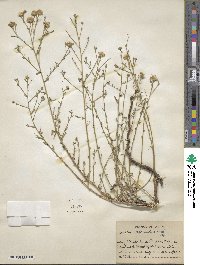 Noticastrum adscendens image