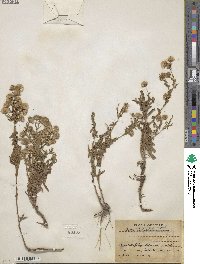 Noticastrum adscendens image