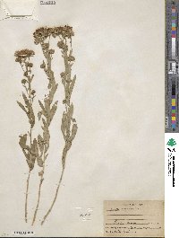 Noticastrum adscendens image