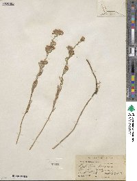 Noticastrum adscendens image