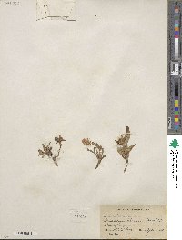 Noticastrum adscendens image