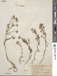 Noticastrum adscendens image